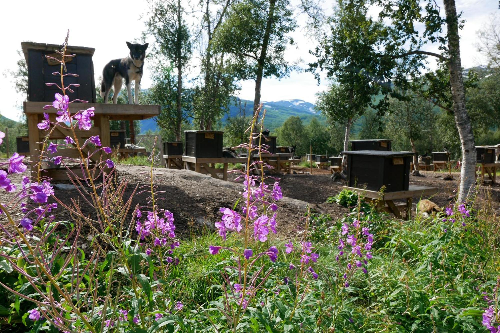 Bardu Huskylodge Buitenkant foto