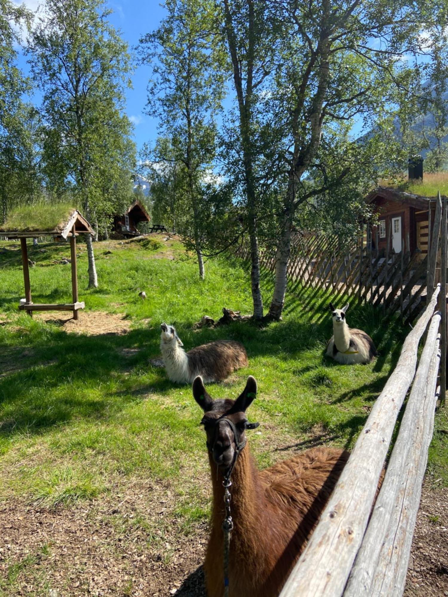 Bardu Huskylodge Buitenkant foto