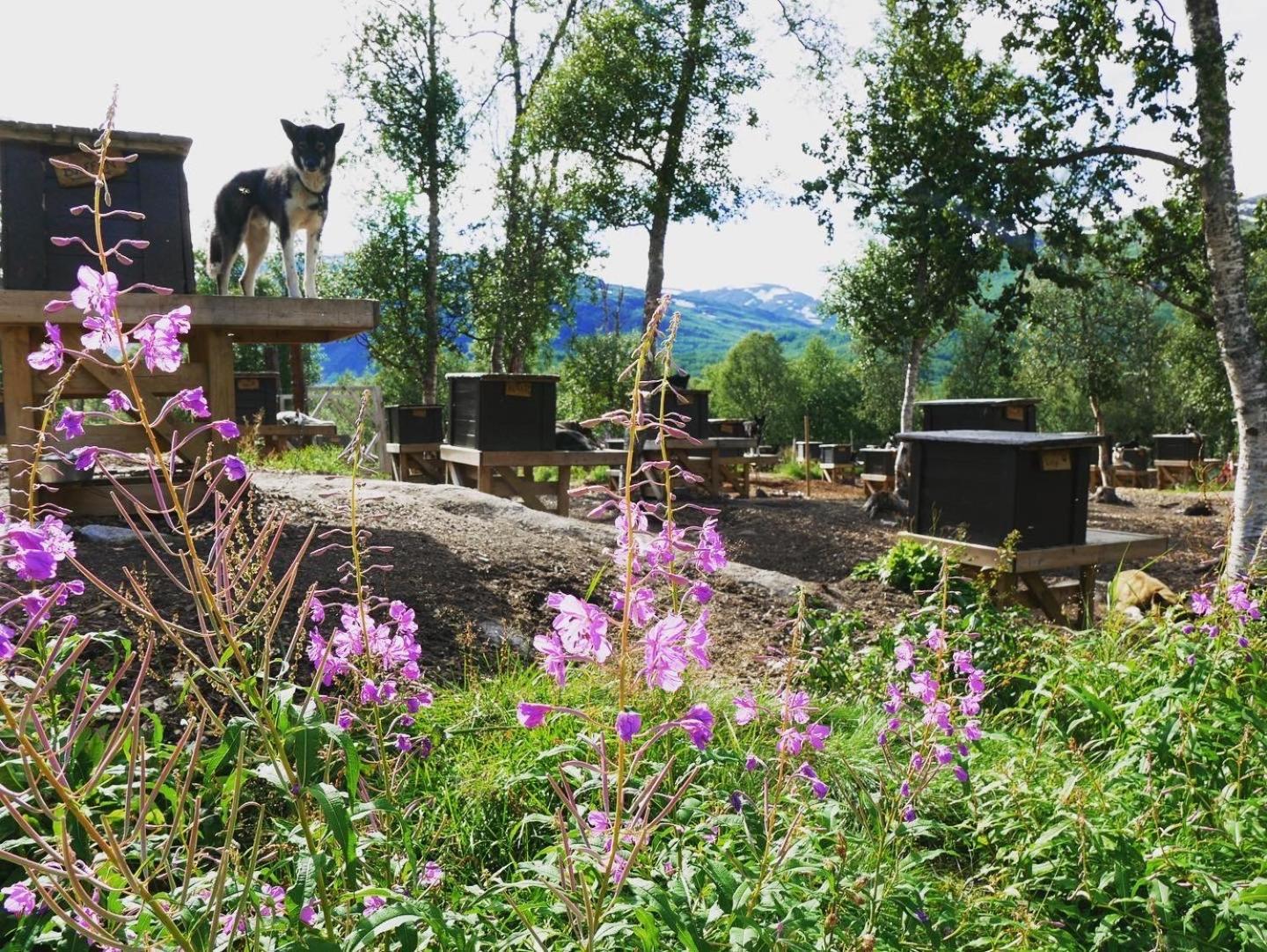 Bardu Huskylodge Buitenkant foto