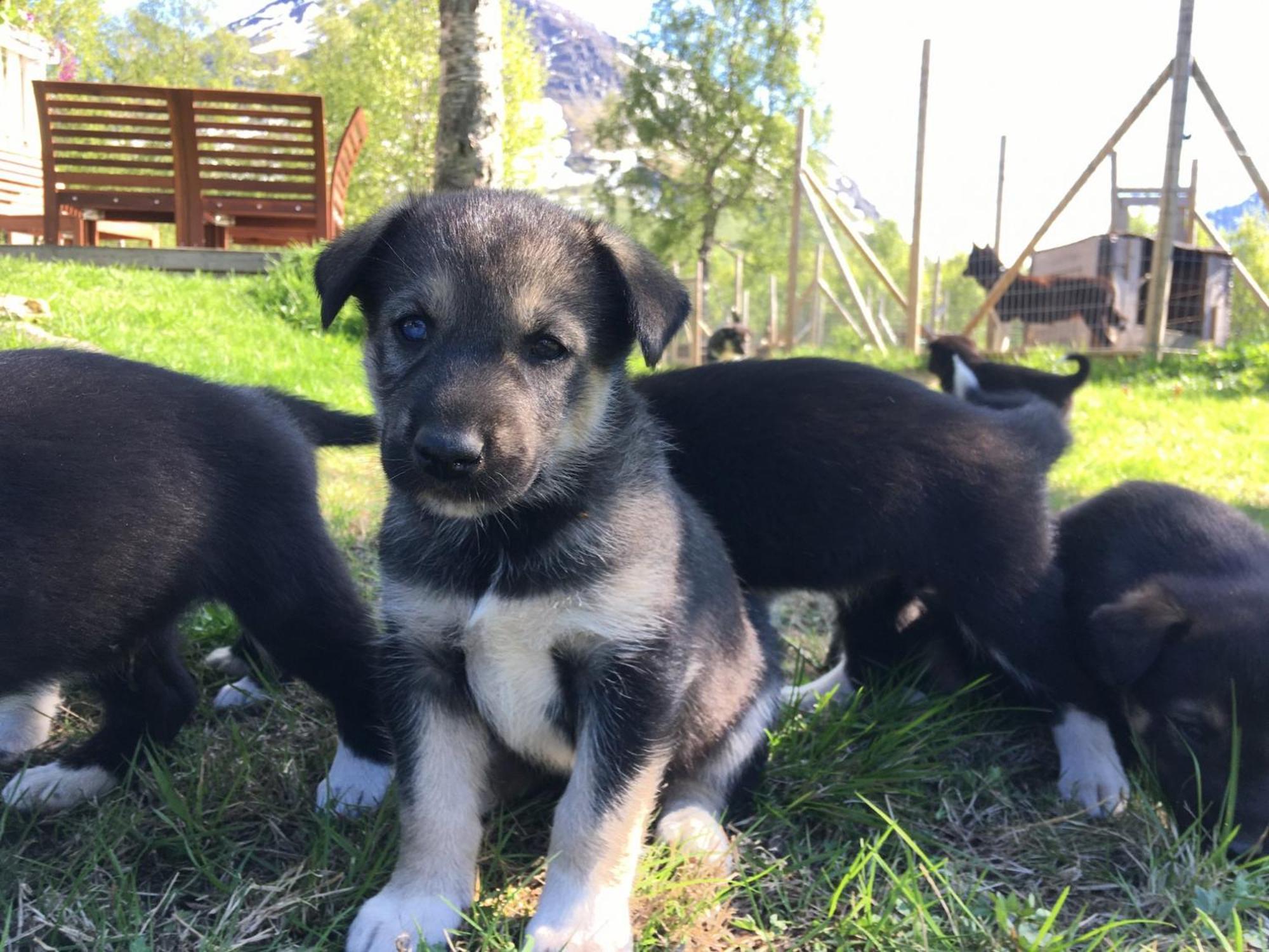 Bardu Huskylodge Buitenkant foto